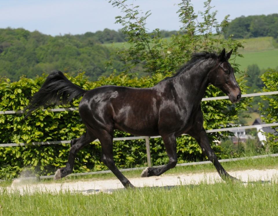 Spiegelarbeit mit dem PFerd